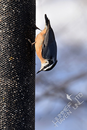 Red-breasted Nuthatch 3-4-19