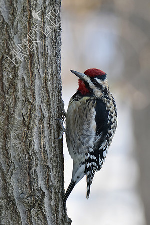 Yellow-bellied Sapsucker 3-4-19
