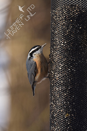 Red-breasted Nuthatch 3-4-19