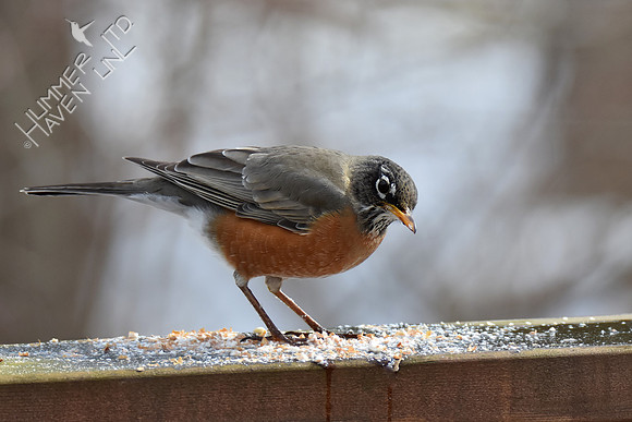 American Robin that loves peanuts! 3-5-19