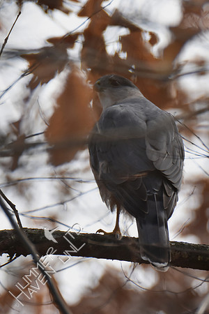Sharp-shinned Hawk 3-7-19