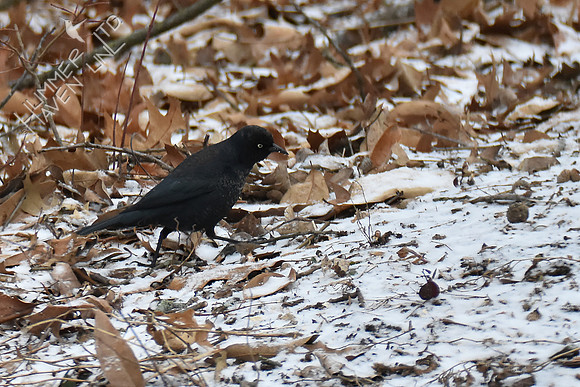 Rusty Blackbird 2-28-19