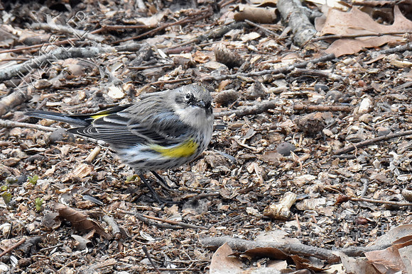 Yellow-rumped Warbler 3-10-19
