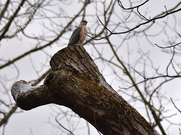 Sharp-shinned Hawk 3-9-19