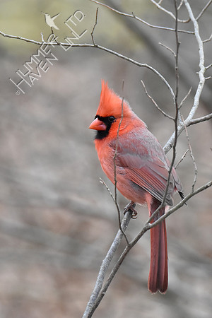 Northern Cardinal 3-10-19