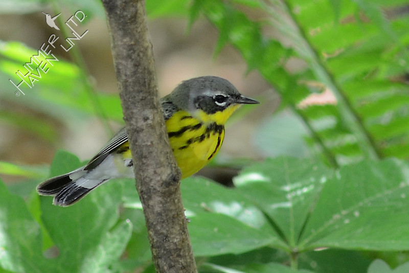 Magnolia Warbler, female