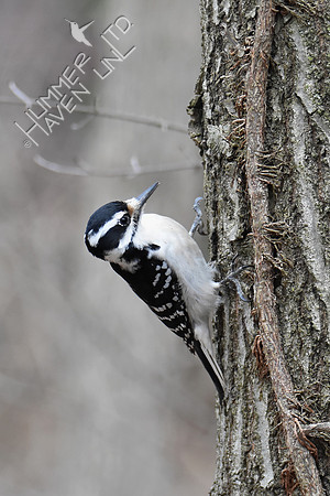 Downy Woodpecker female 3-11-19