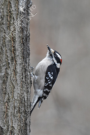 Downy Woodpecker 3-11-19