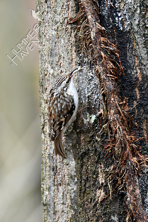 Brown Creeper 3-13-19