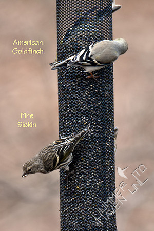 American Goldfinch and Pine Siskin 3-13-19