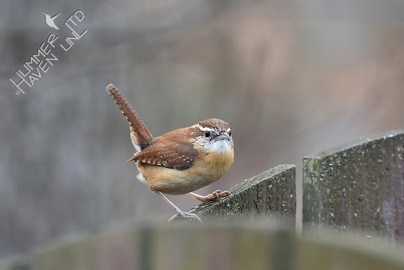 Carolina Wren's mate 3-14-19