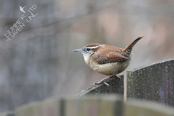 Carolina Wren 3-14-19