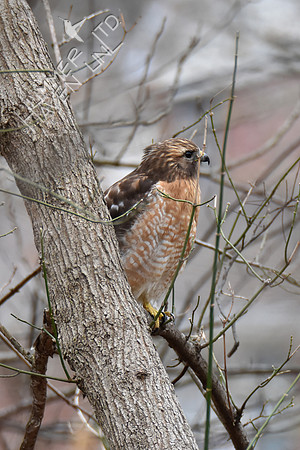 Red-shouldered Hawk female 3-14-19