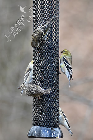 Two Pine Siskins and three American Goldfinches 3-14-19