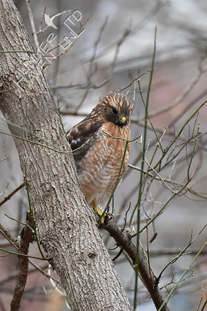 Red-shouldered Hawk female 3-14-19