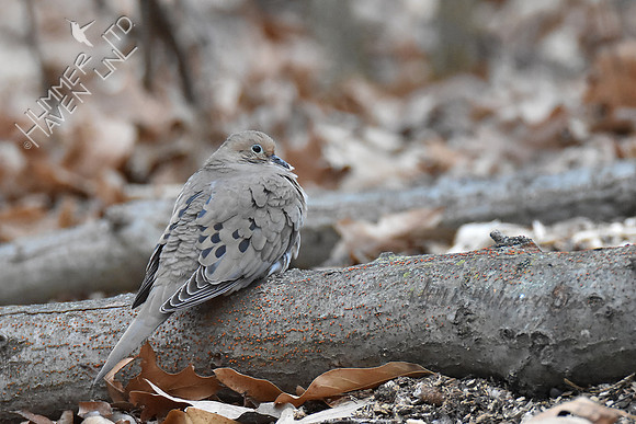 Mourning Dove at rest 3-15-19