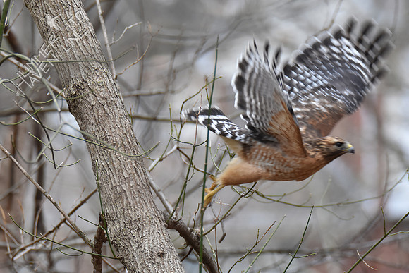 Red-shouldered Hawk female 3-14-19