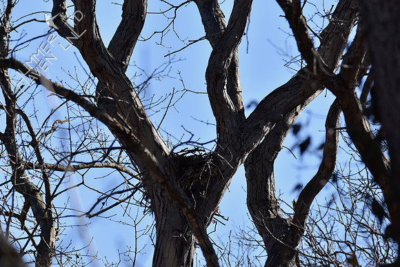 Red-shouldered Hawks' nest 3-16-19 post 'bomb cyclone winds'