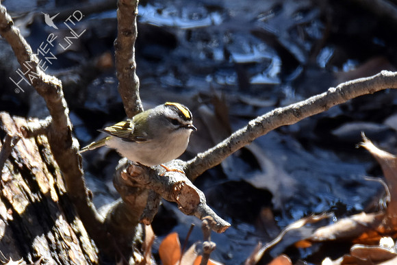 FOY Golden-crowned Kinglet near sump puddle 3-17-19
