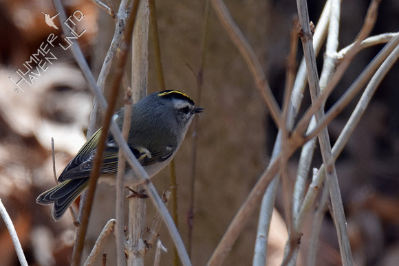FOY Golden-crowned Kinglet in hydrangea 3-17-19