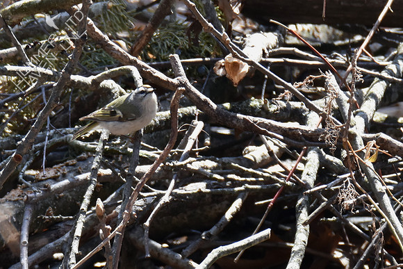 FOY Golden-crowned Kinglet in brushpile  3-17-19