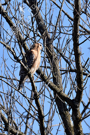 Red-shouldered Hawk male 3-16-19