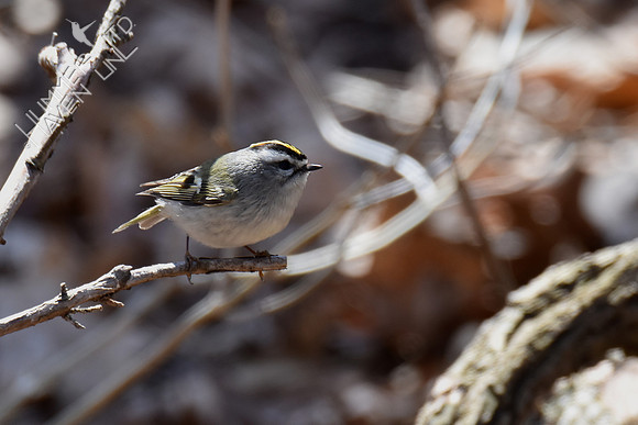 FOY Golden-crowned Kinglet on cedar at Bubbler  3-17-19