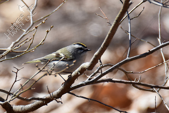 FOY Golden-crowned Kinglet in spicebush 3-17-19
