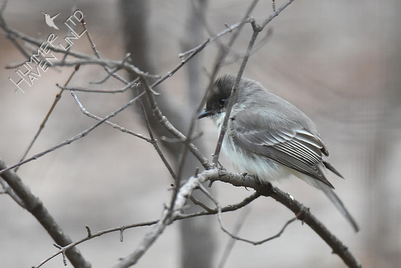 Eastern Phoebe -1 3-20-19