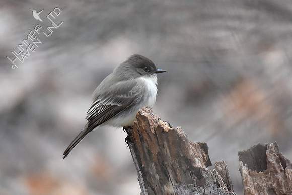 Eastern Phoebe -1 3-20-19