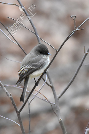 Eastern Phoebe -1 3-20-19