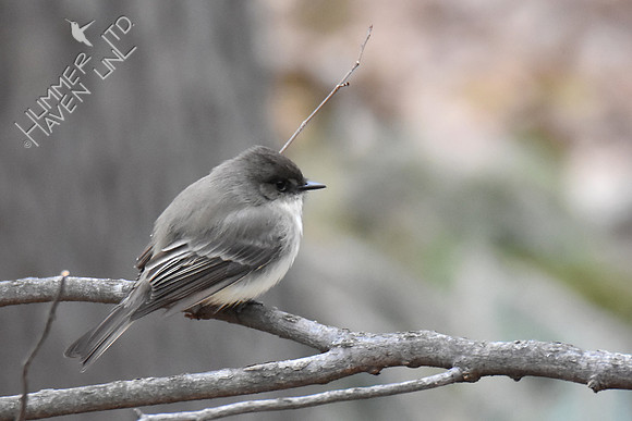 Eastern Phoebe -2 3-20-19