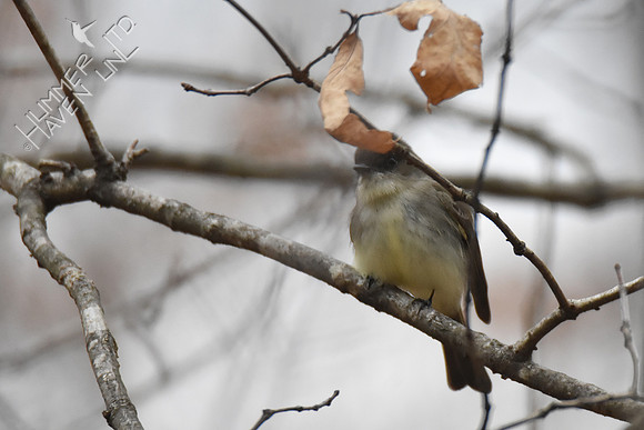 Eastern Phoebe -1 3-20-19