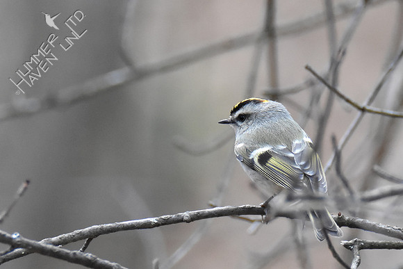Golden-crowned Kinglet 3-21-19