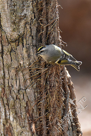 Golden-crowned Kinglet 3-21-19