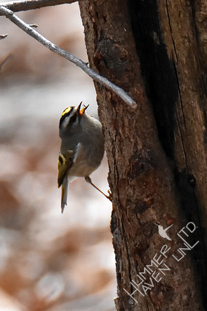 Golden-crowned Kinglet 3-21-19