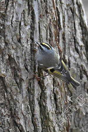 Golden-crowned Kinglet 3-21-19