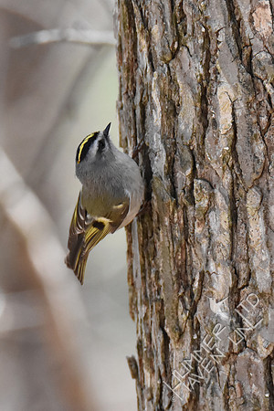 Golden-crowned Kinglet 3-21-19
