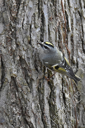 Golden-crowned Kinglet 3-21-19