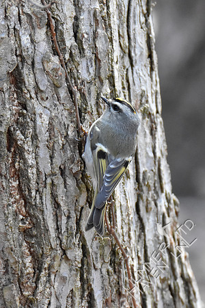 Golden-crowned Kinglet 3-21-19