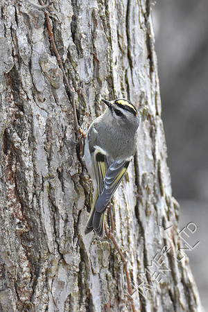 Golden-crowned Kinglet 3-21-19