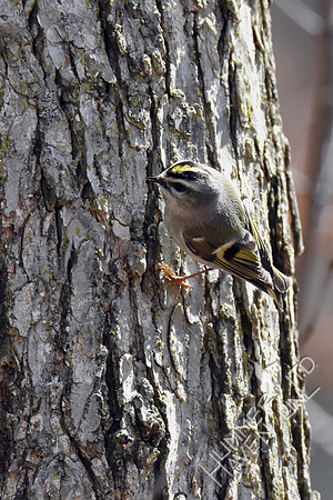 Golden-crowned Kinglet 3-21-19