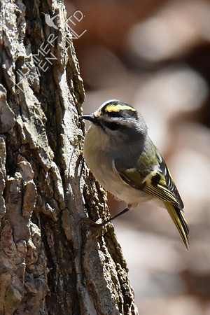 Golden-crowned Kinglet 3-21-19