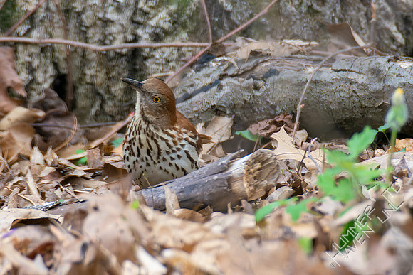 4-15-22 Brown Thrasher