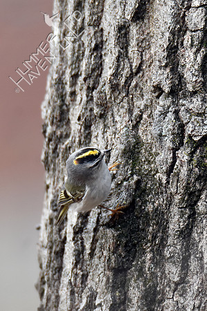 Golden-crowned Kinglet 3-28-19