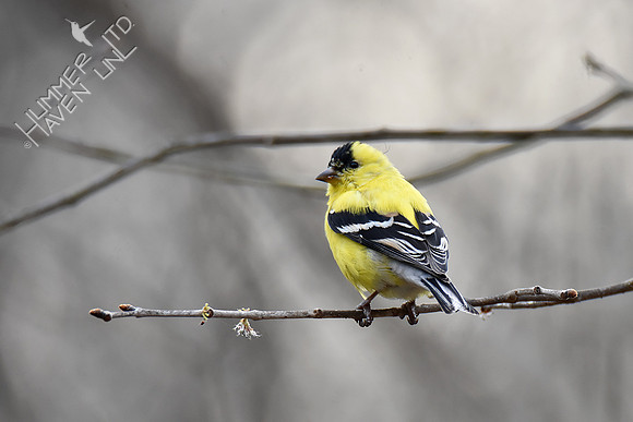 American Goldfinch eating elm buds 3-28-19