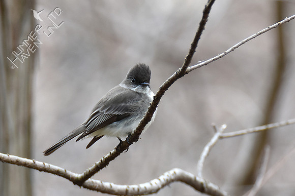 Eastern Phoebe 3-28-19