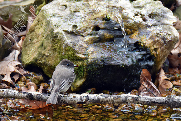 Eastern Phoebe 3-28-19