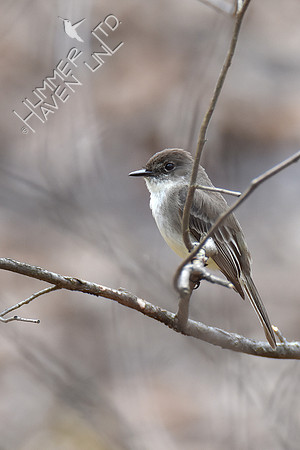Eastern Phoebe 3-28-19