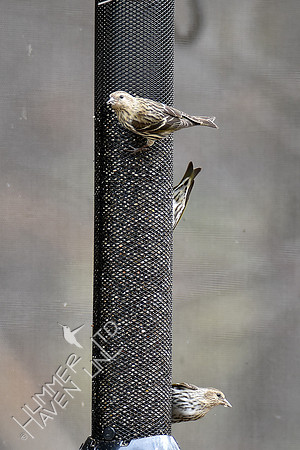 Pine Siskins 3-28-19